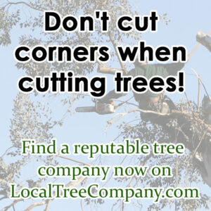 Expert Tree Care Solutions