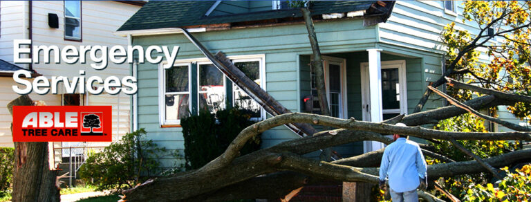 Tree Services Bronx NY 768x292